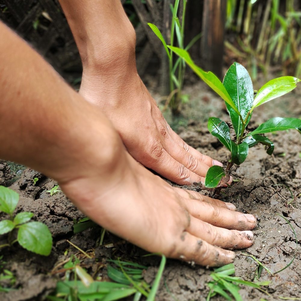 Planting a small tree, save earth, save environment, conservation,