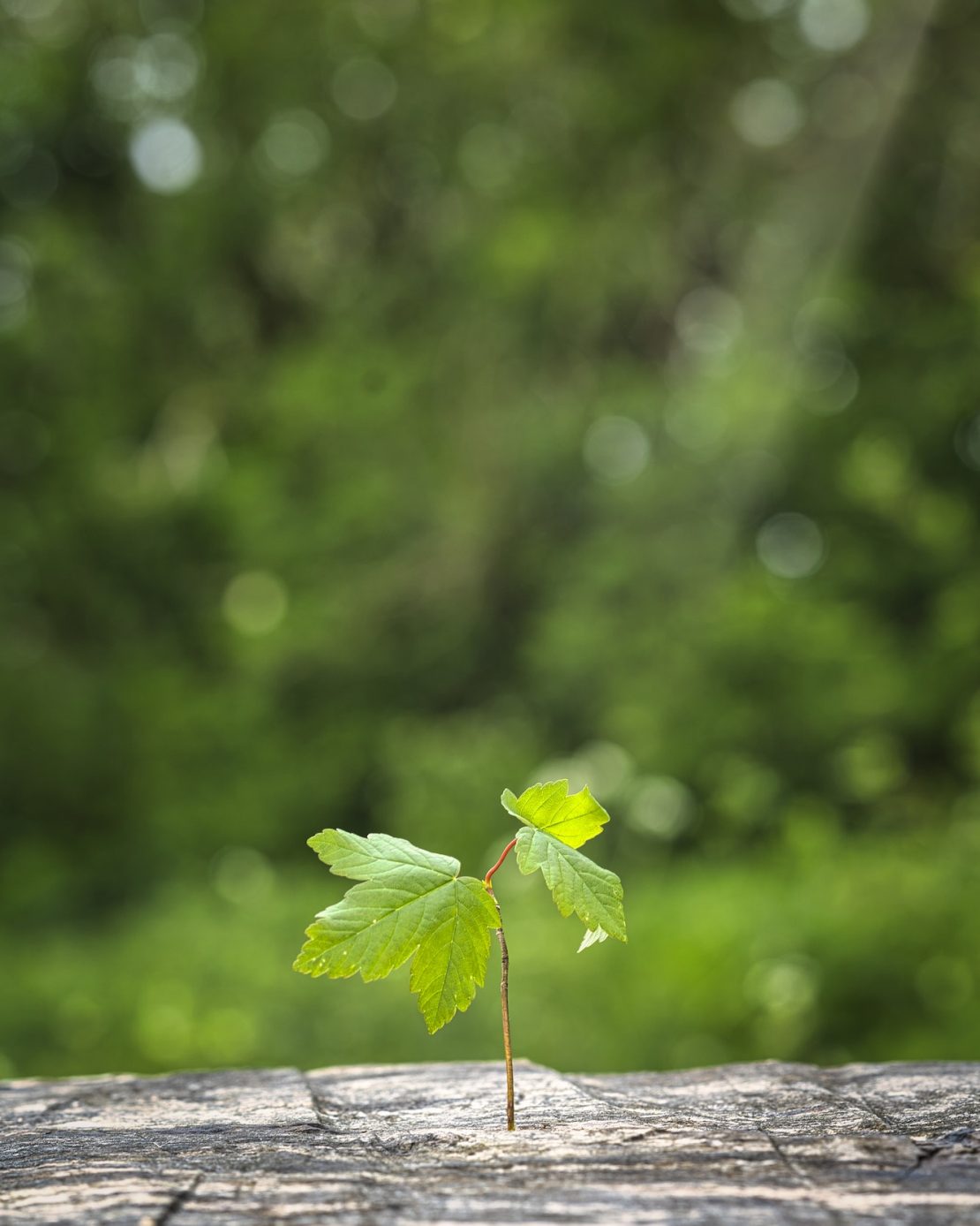 Save the nature for the future